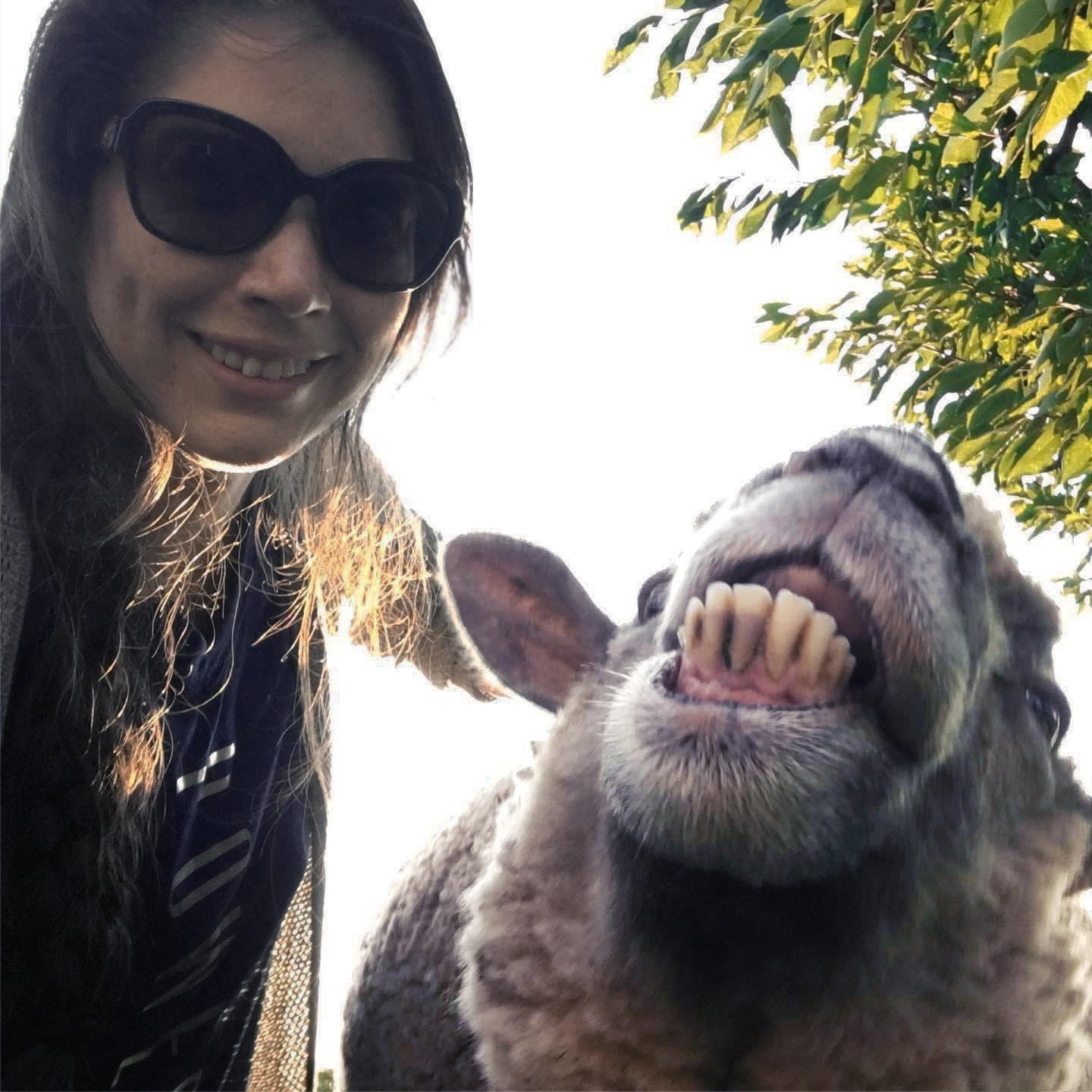 Amber Louie with a sheep